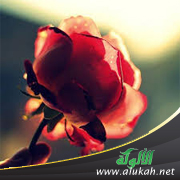 غلاف كتاب الرفق في السنة النبوية (PDF)
