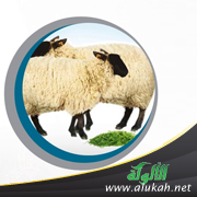 غلاف كتاب أحكام الأضحية في الفقه الإسلامي (PDF)