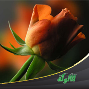 غلاف كتاب فقه الدماء: أحكام خاصة بالمرأة (WORD)