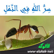 غلاف كتاب سر الله في النمل (WORD)