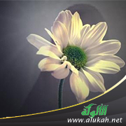 غلاف كتاب دور المرأة المسلمة في العمل الدعوي: التجربة الأردنية حقائق وتطلعات (WORD)